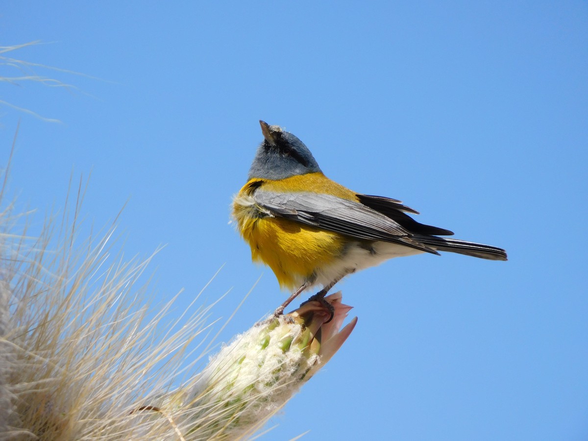 Gray-hooded Sierra Finch - ML645621601