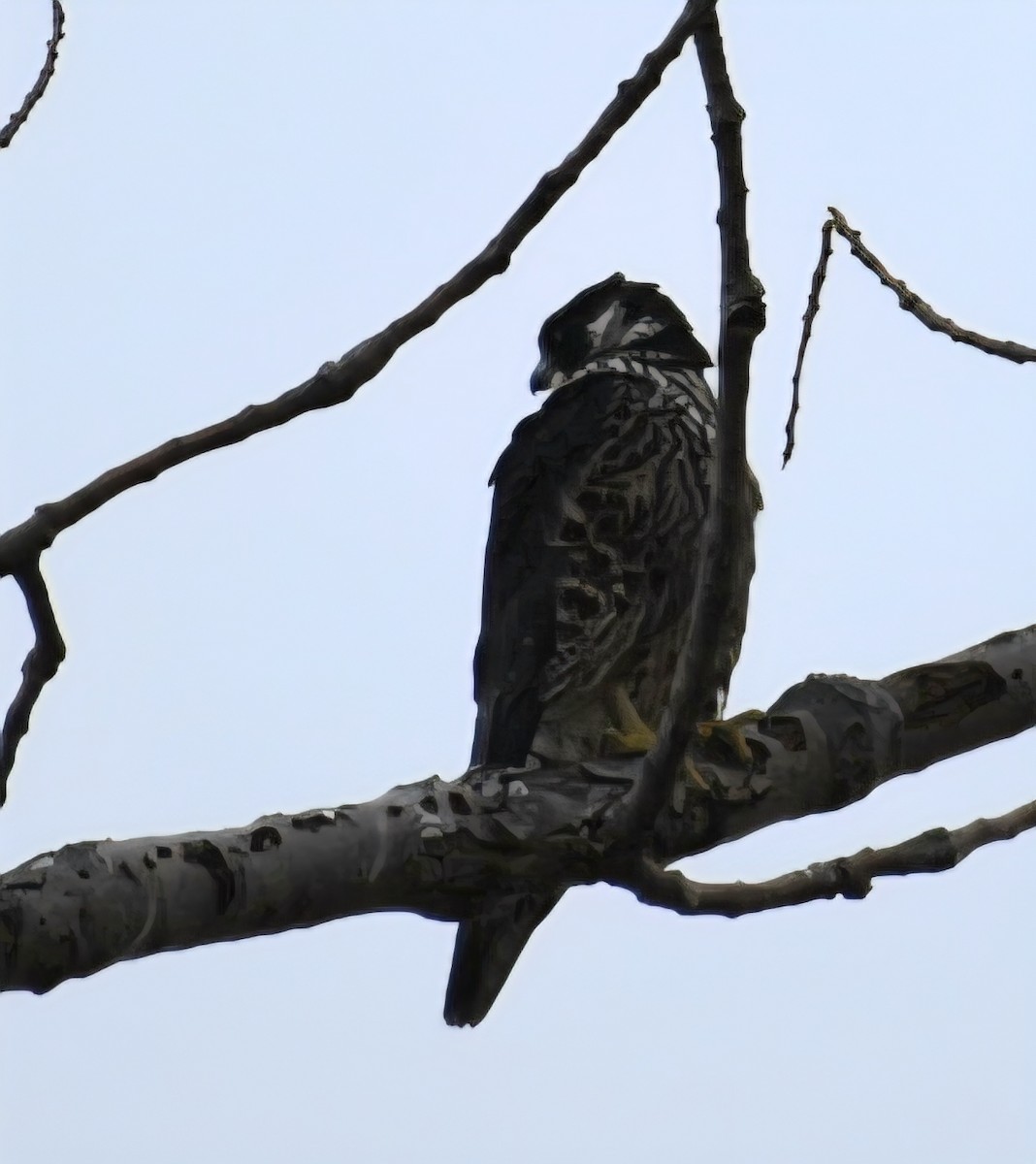 Peregrine Falcon - ML645621609