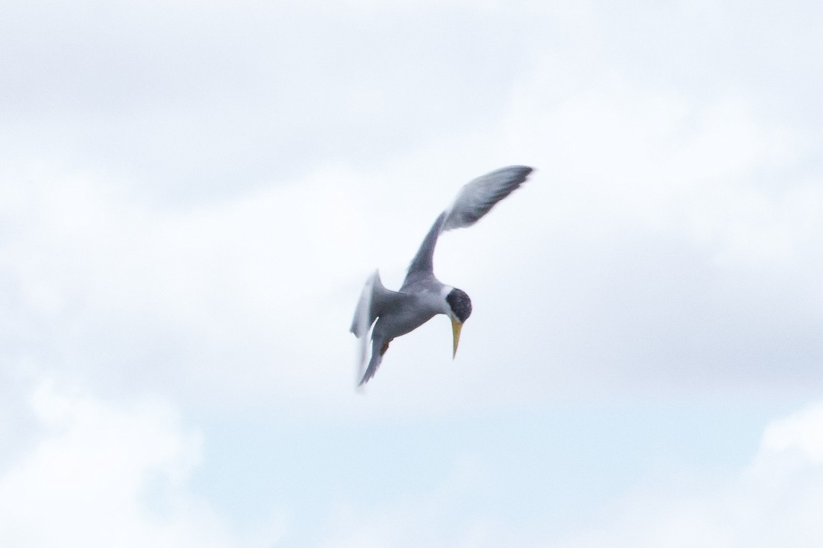 Yellow-billed Tern - ML645621610