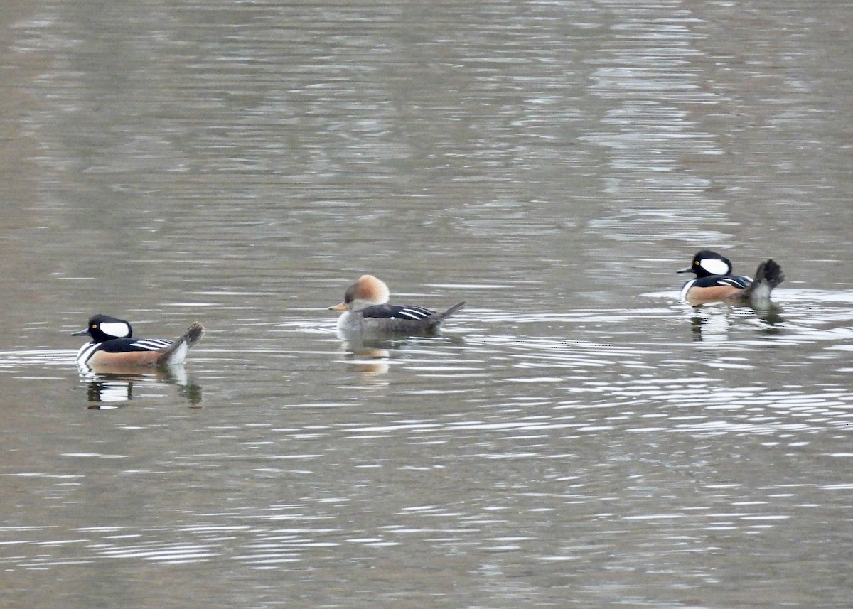 Hooded Merganser - ML645621612
