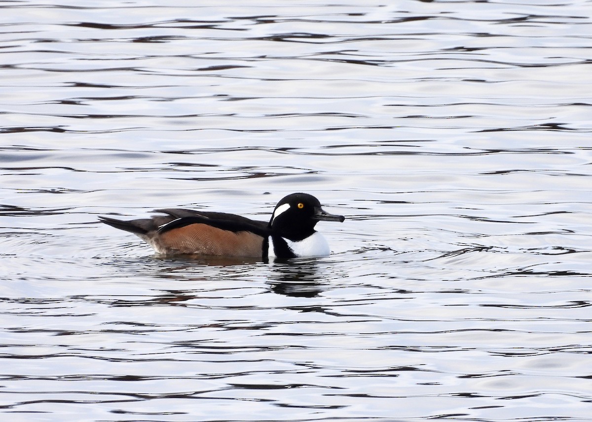 Hooded Merganser - ML645621613