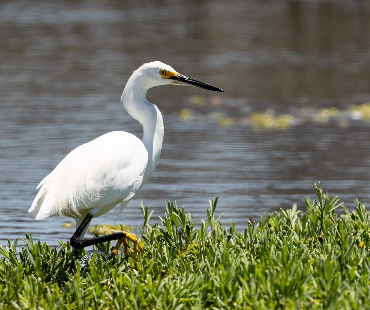 Garceta Nívea - ML645621614