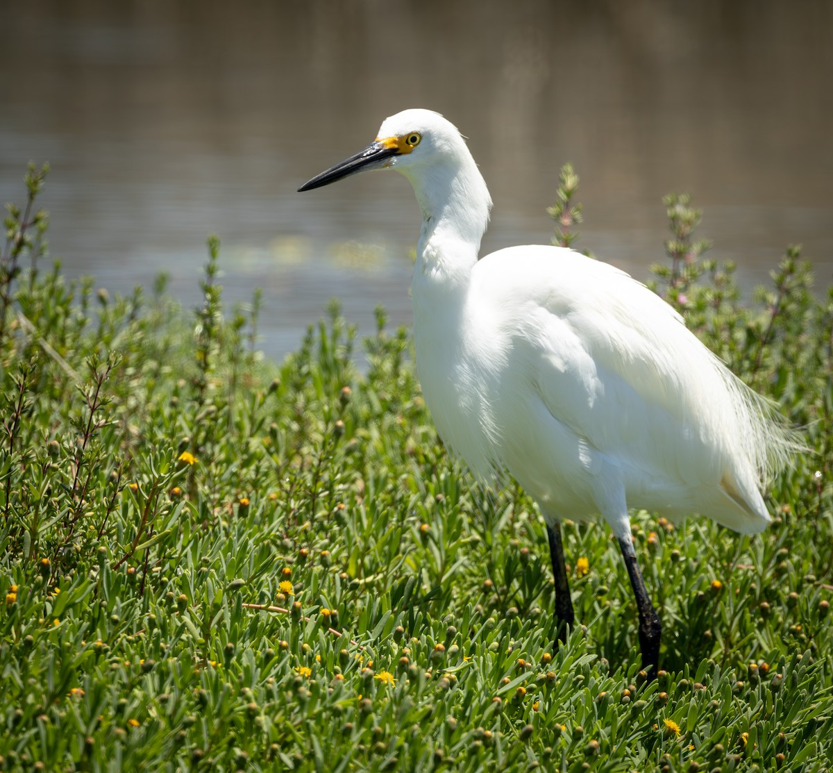 Garceta Nívea - ML645621615