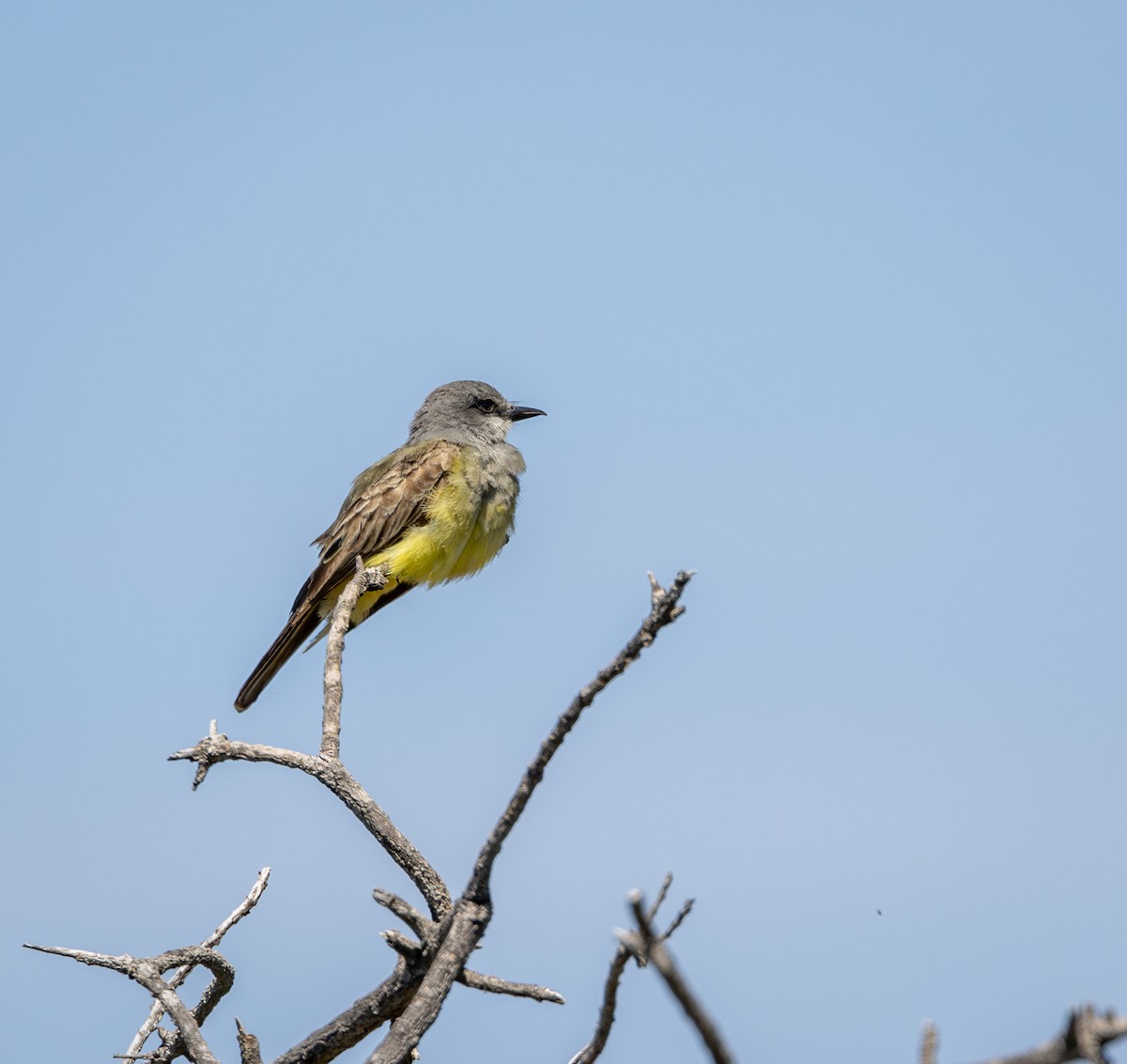 Tirano Gritón - ML645621617