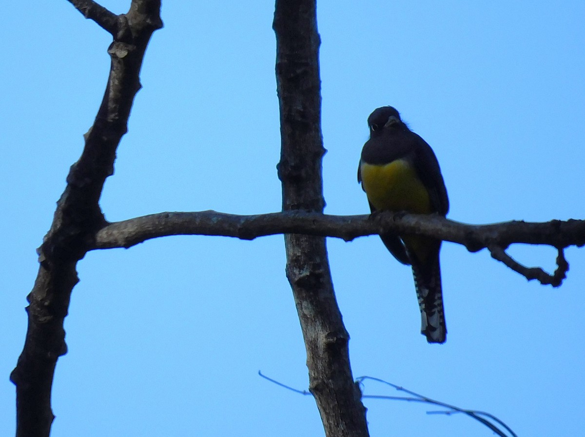 Gartered Violaceous Trogon - ML645621618