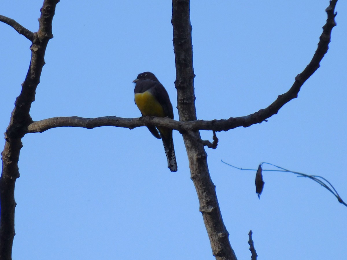 Gartered Violaceous Trogon - ML645621619