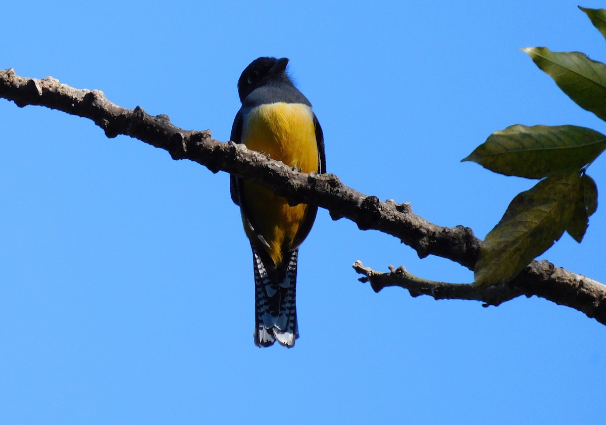 Gartered Violaceous Trogon - ML645621620