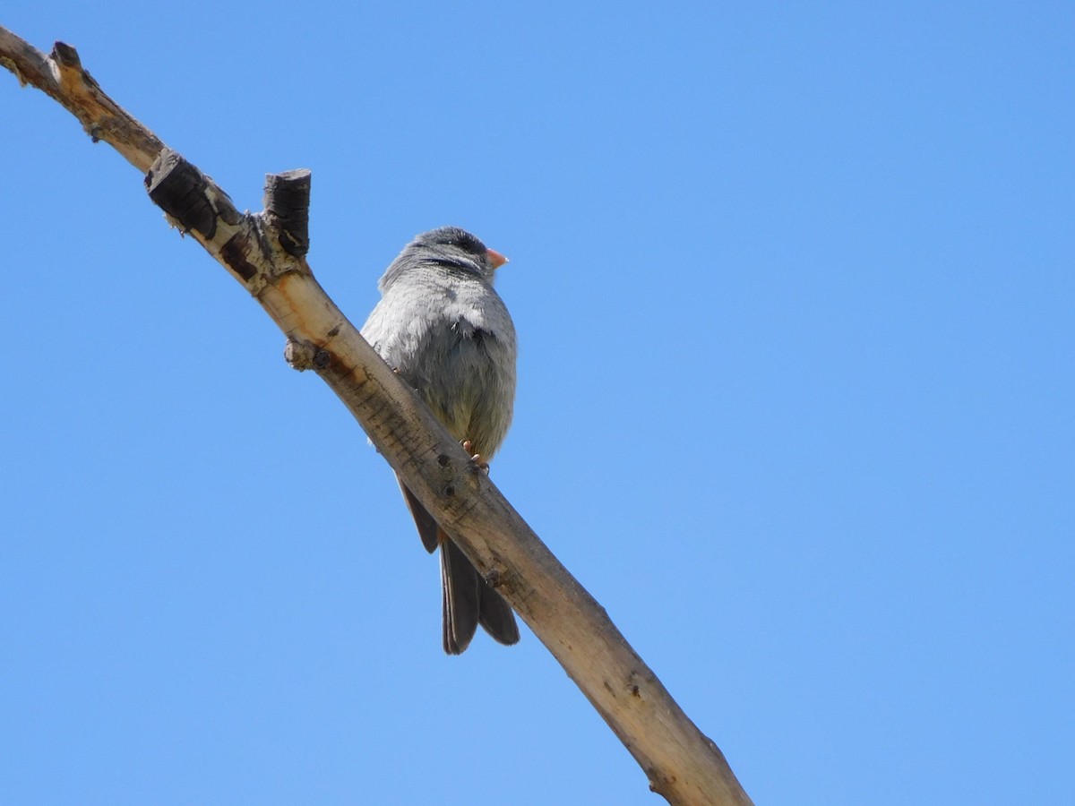 Plain-colored Seedeater - ML645621623