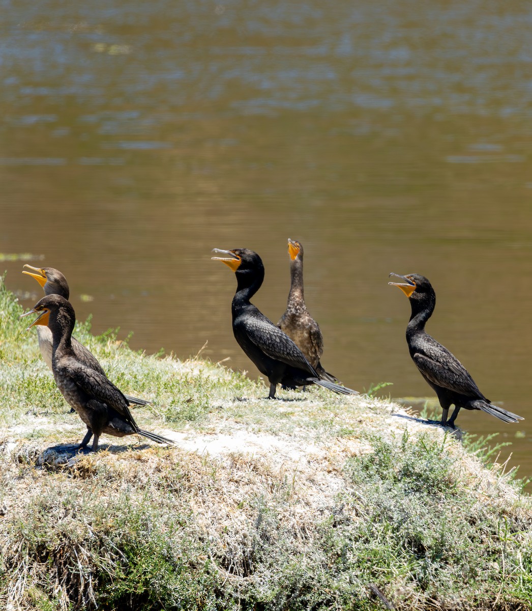 Cormorán Orejudo - ML645621626