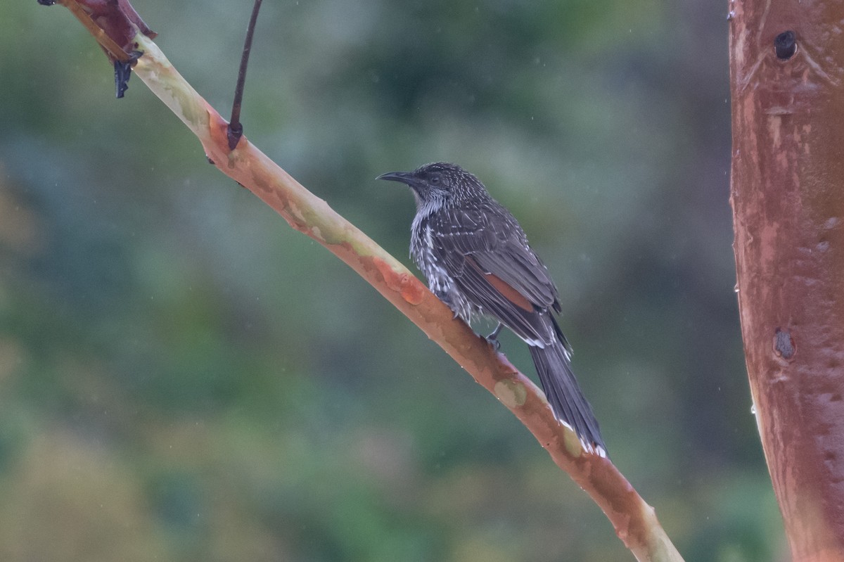 Little Wattlebird - ML645621638