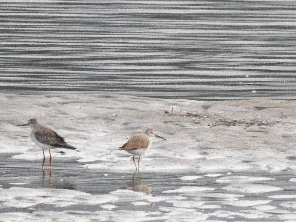 Stilt Sandpiper - ML645621640