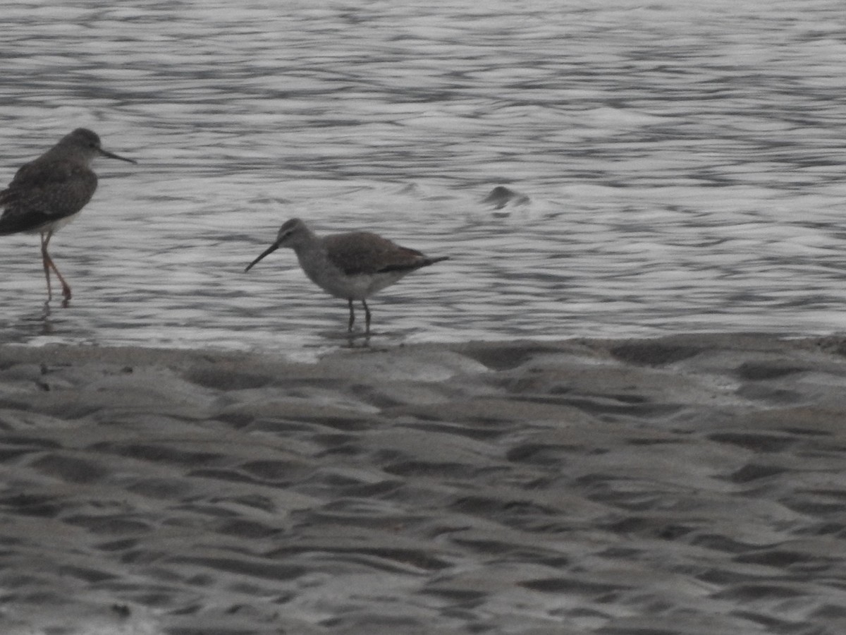 Stilt Sandpiper - ML645621641