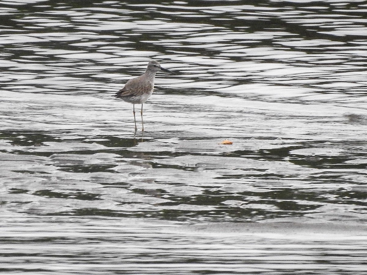Stilt Sandpiper - ML645621642