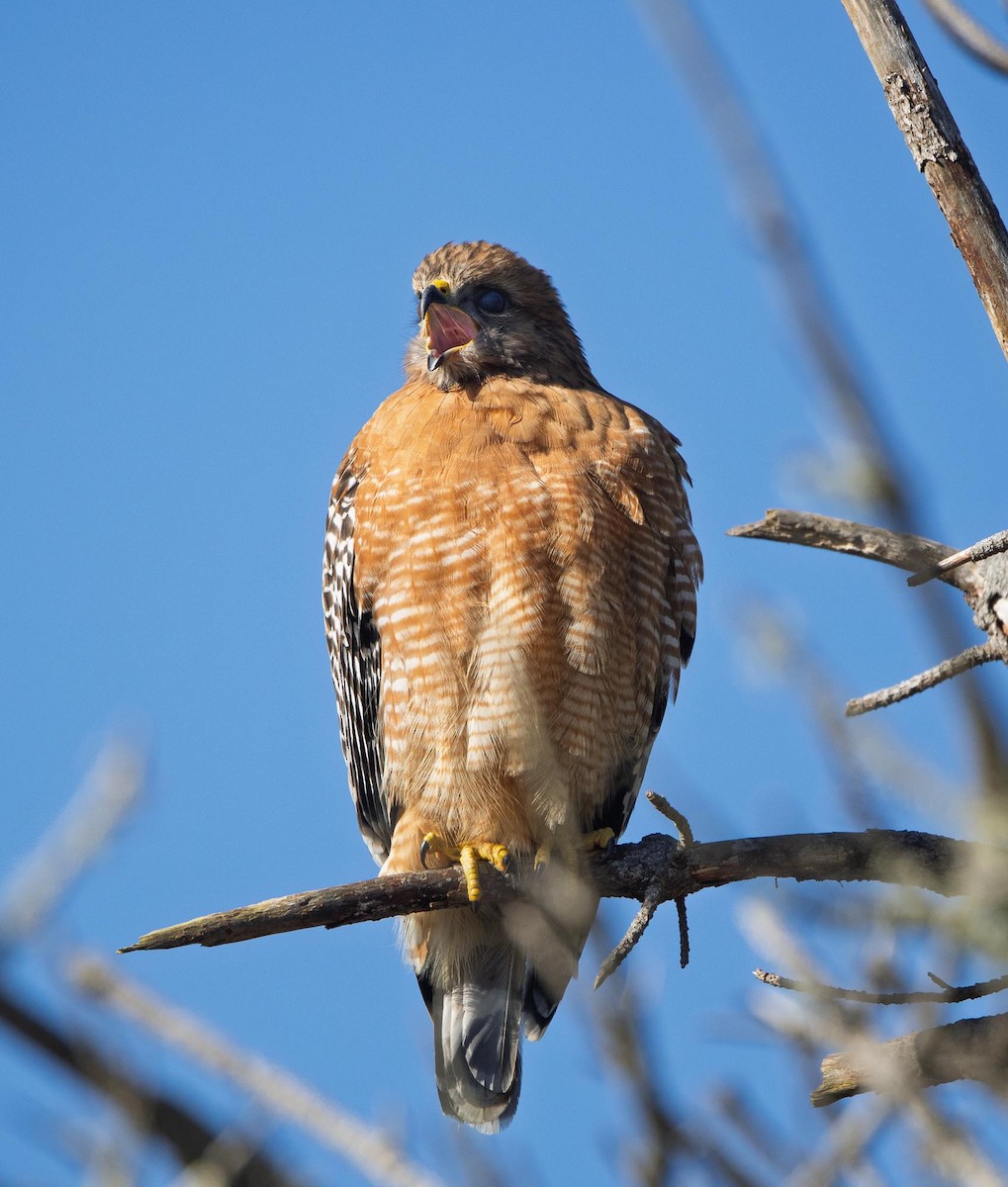 Красноплечий канюк - ML645621645