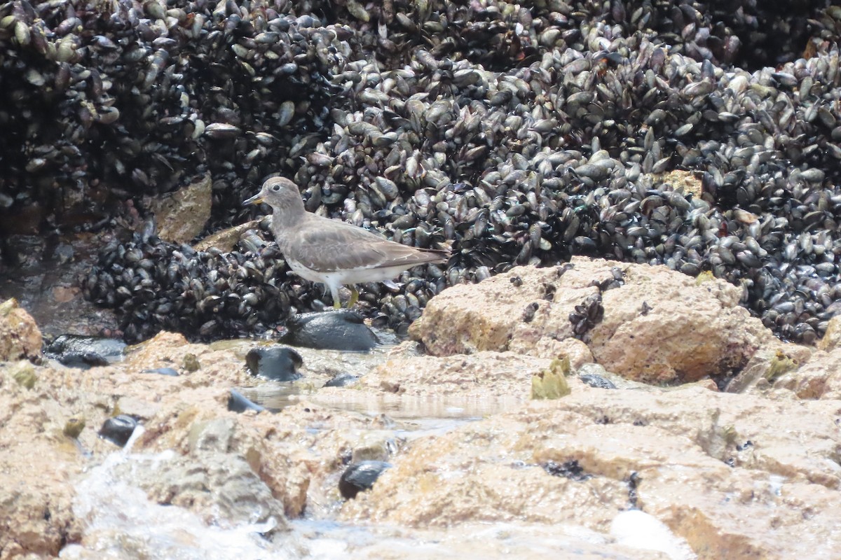 Surfbird - ML645621647