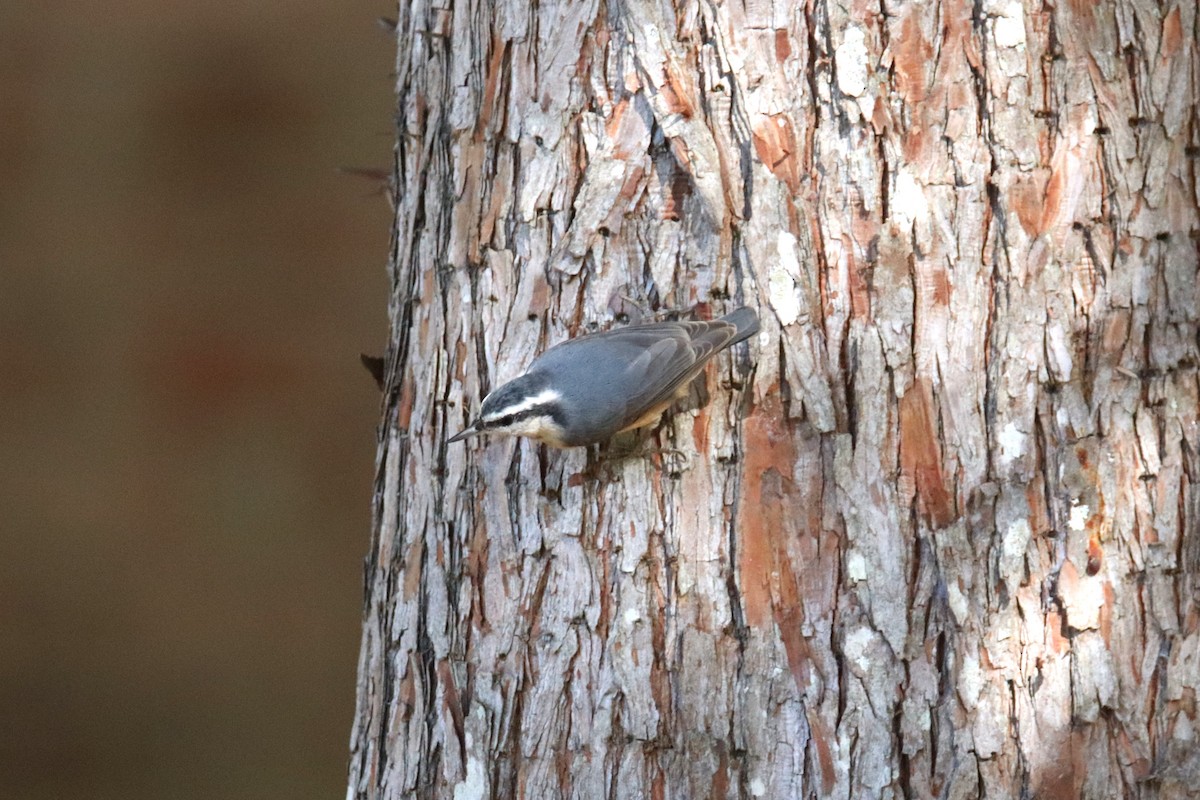 Red-breasted Nuthatch - ML645621648