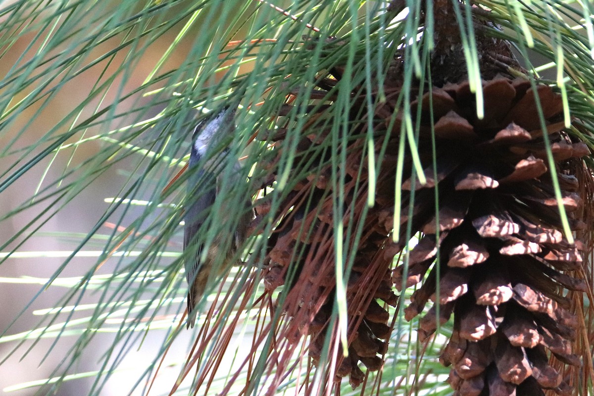 Red-breasted Nuthatch - ML645621649