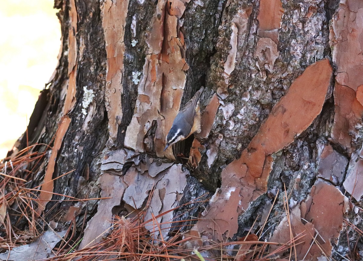 Red-breasted Nuthatch - ML645621650