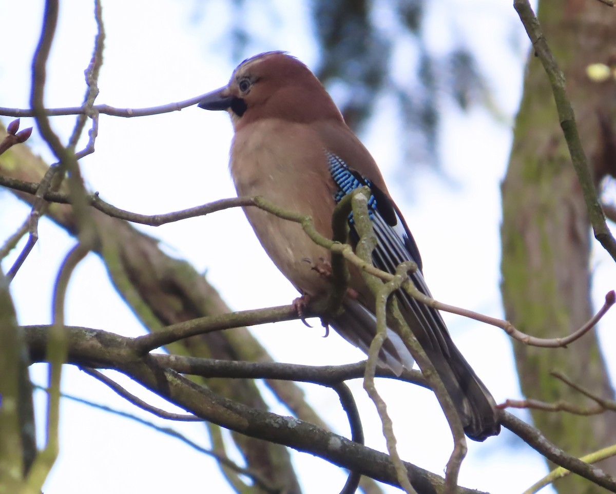 Ghiandaia - ML645621653