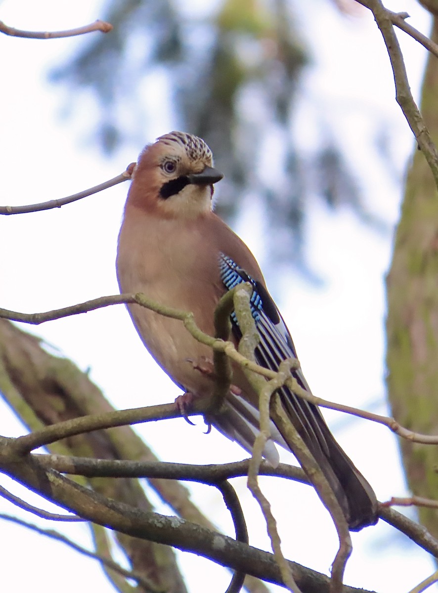 Ghiandaia - ML645621654