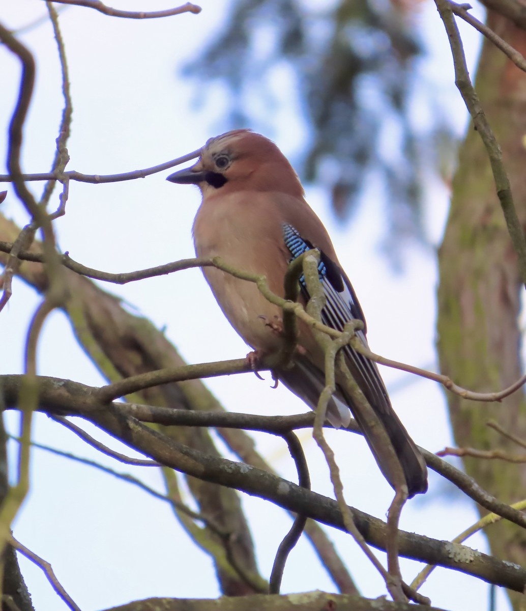 Ghiandaia - ML645621655