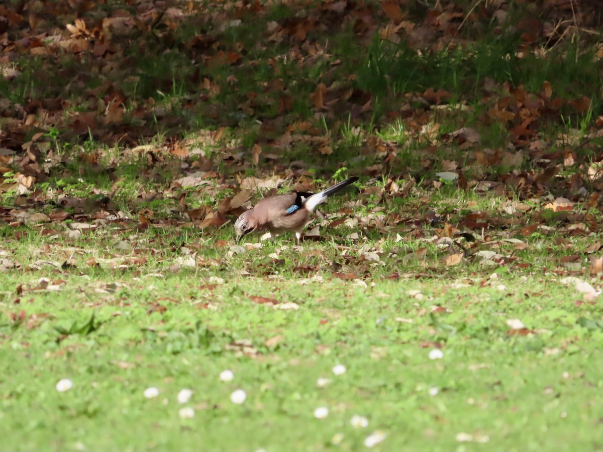 Ghiandaia - ML645621659