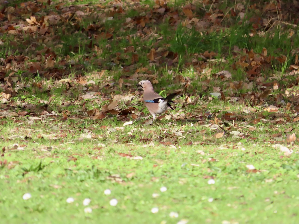 Ghiandaia - ML645621660