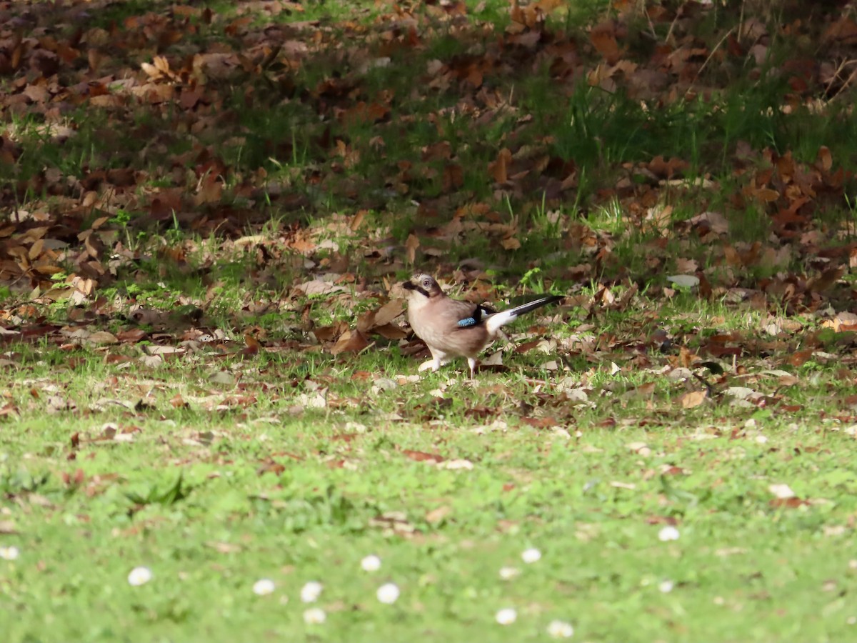 Ghiandaia - ML645621661