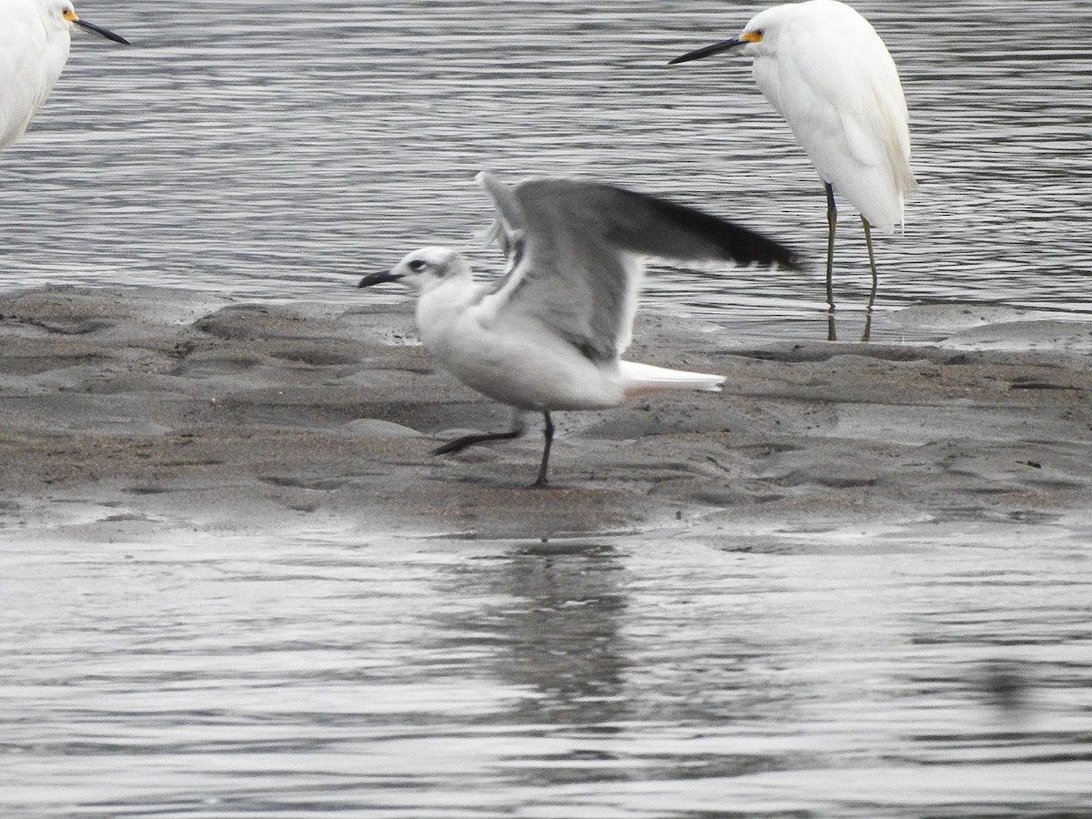 Gabbiano sghignazzante - ML645621662