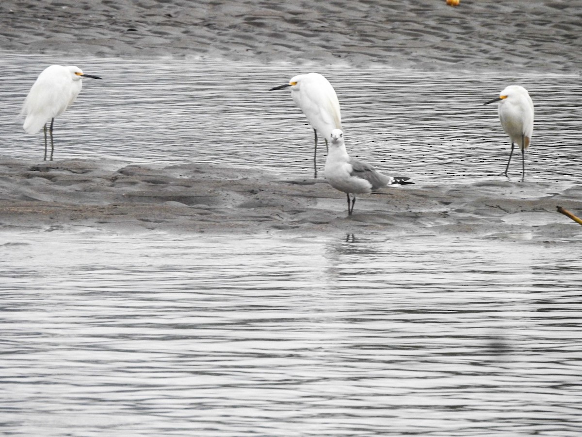 Gabbiano sghignazzante - ML645621663