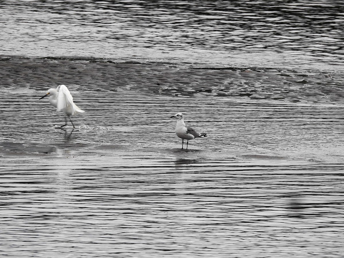 Gabbiano sghignazzante - ML645621664