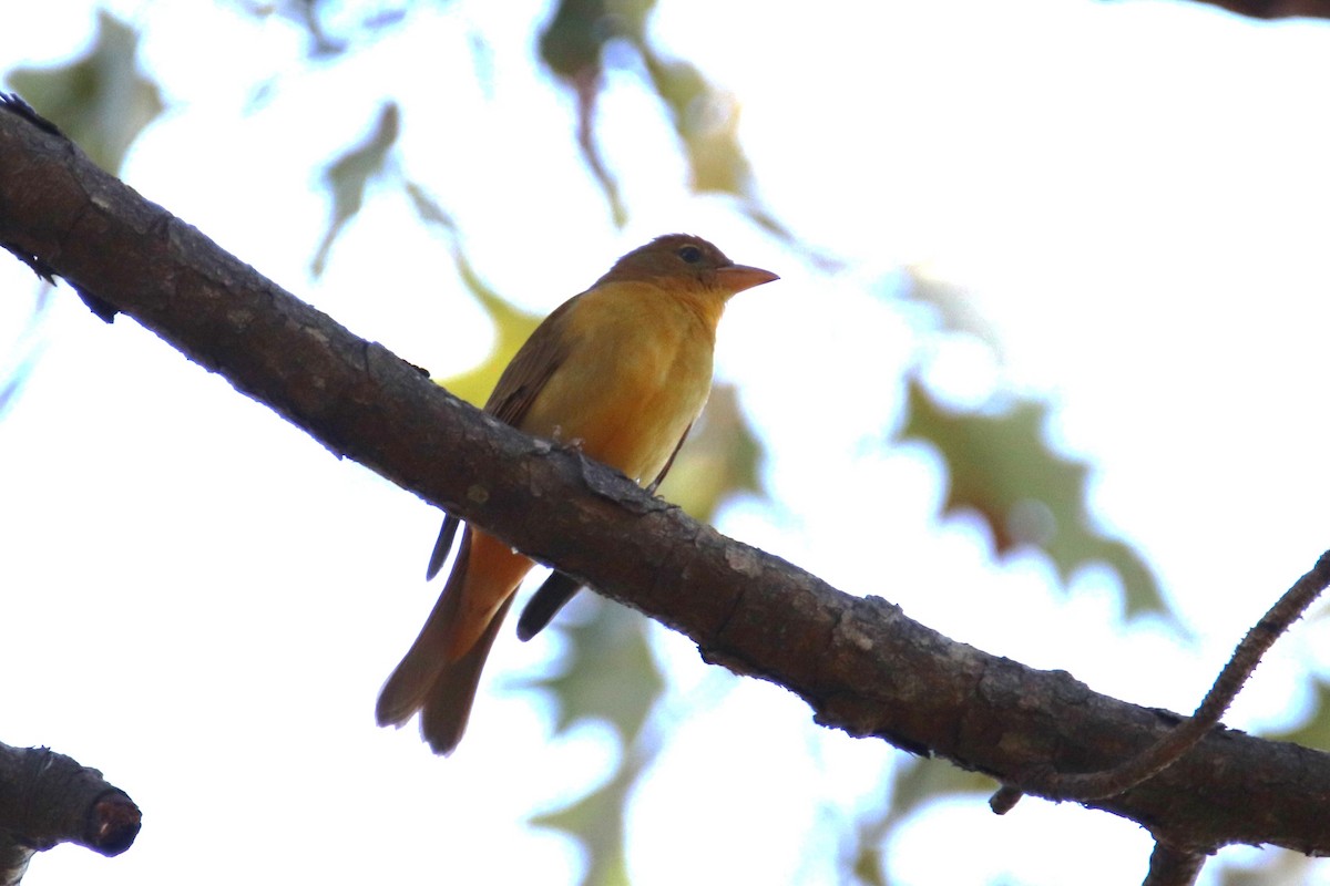 Summer Tanager - ML645621665