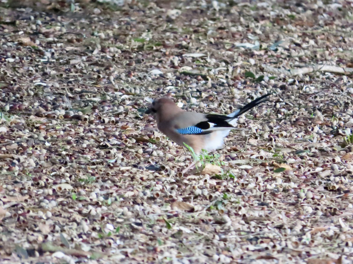 Ghiandaia - ML645621680