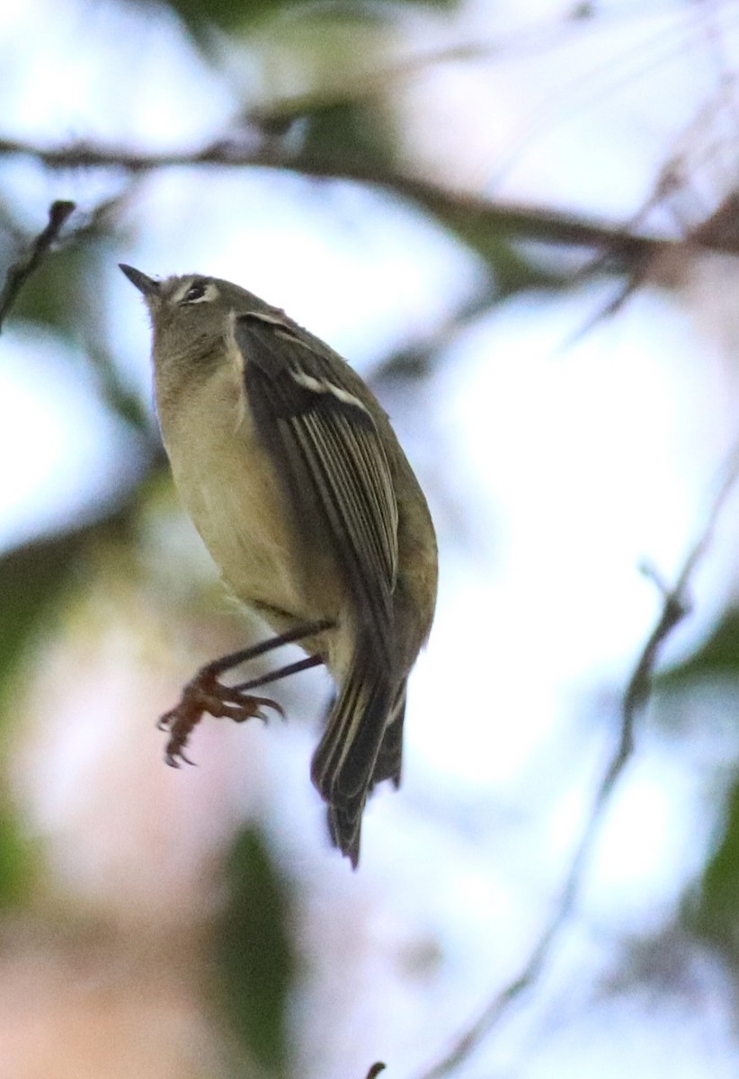 Ruby-crowned Kinglet - ML645621681