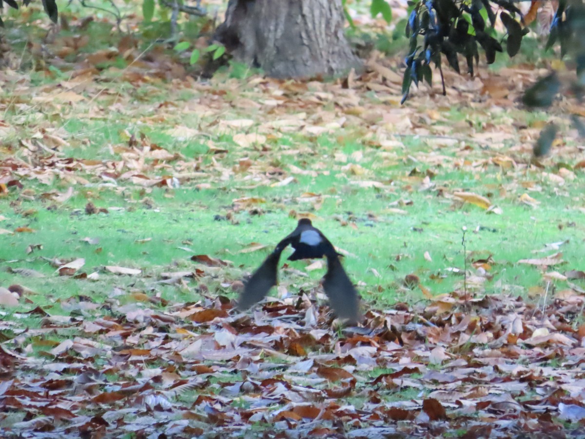 Ghiandaia - ML645621682