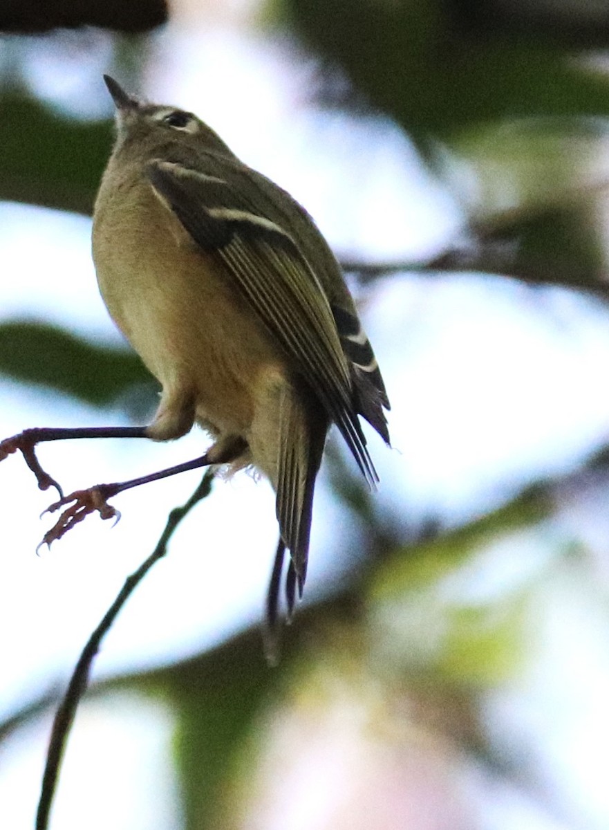 Ruby-crowned Kinglet - ML645621683