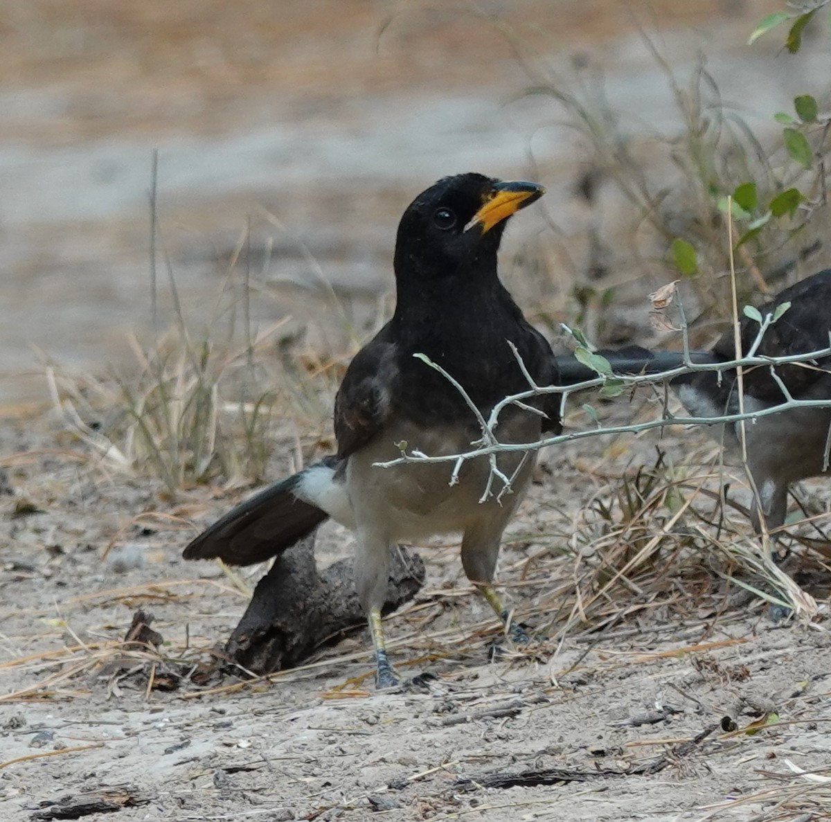 Brown Jay - ML645621684