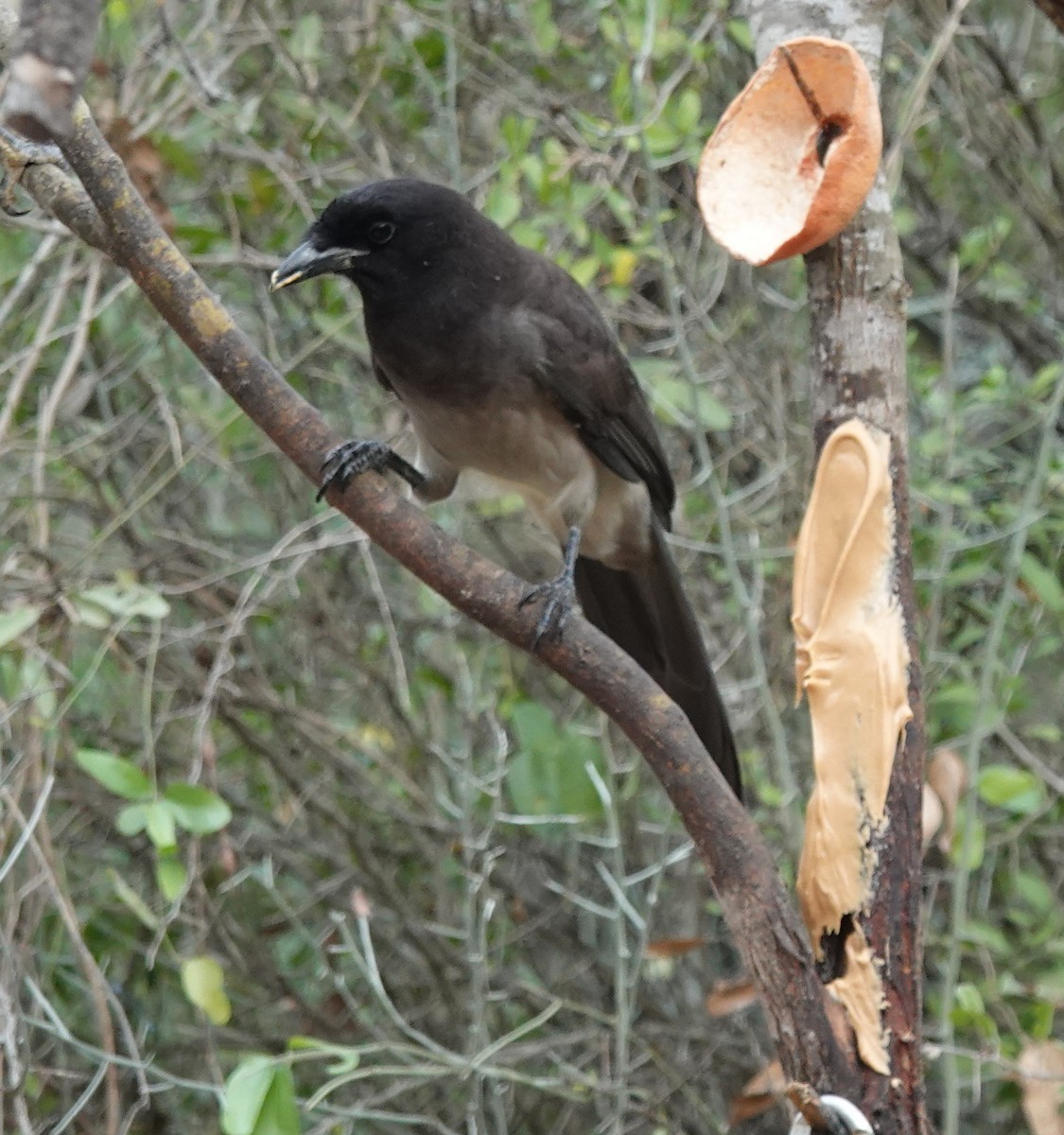 Brown Jay - ML645621686