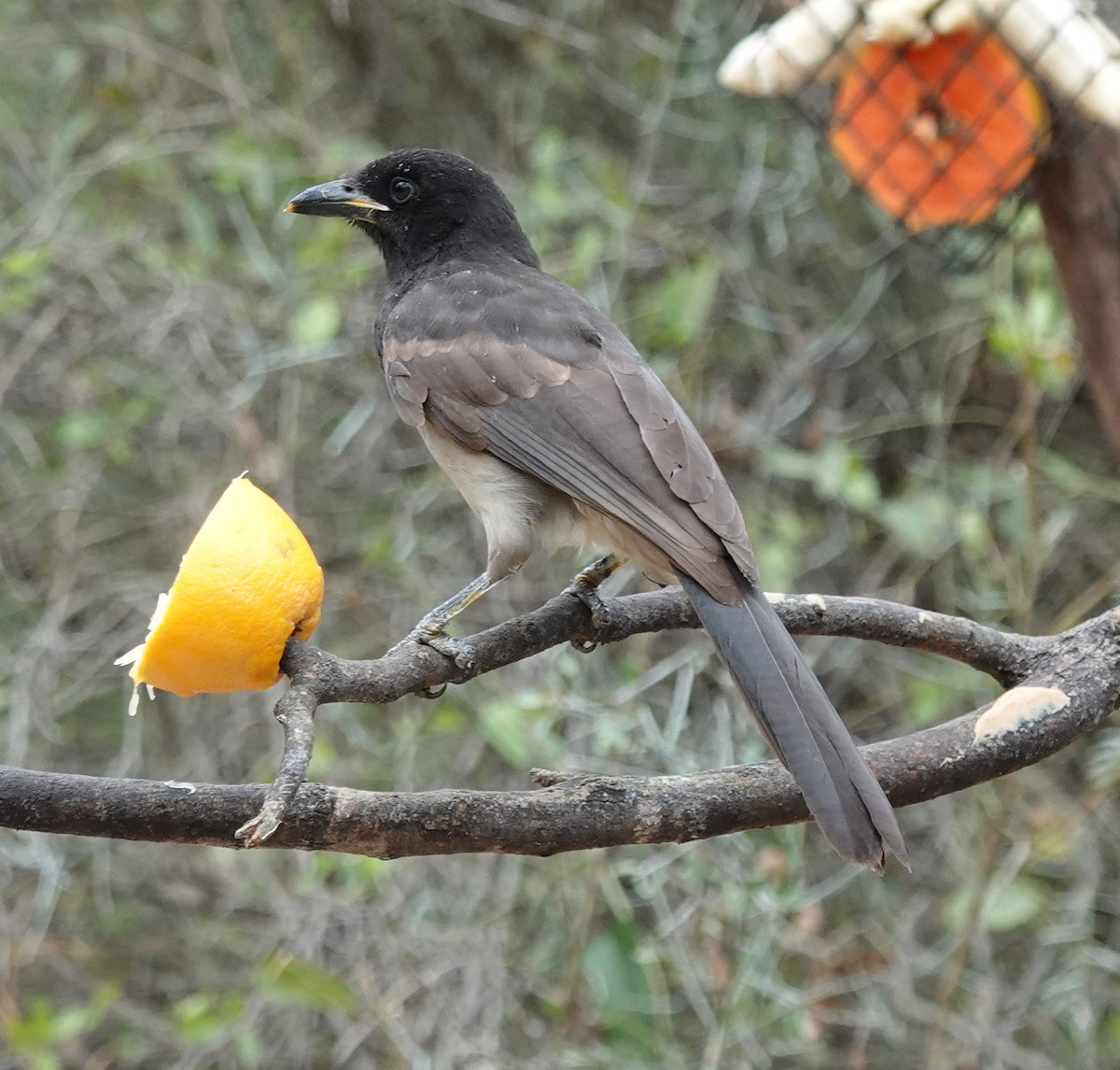 Brown Jay - ML645621687