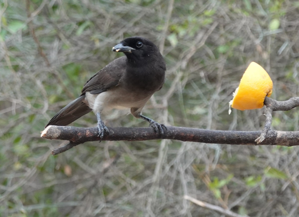 Brown Jay - ML645621688