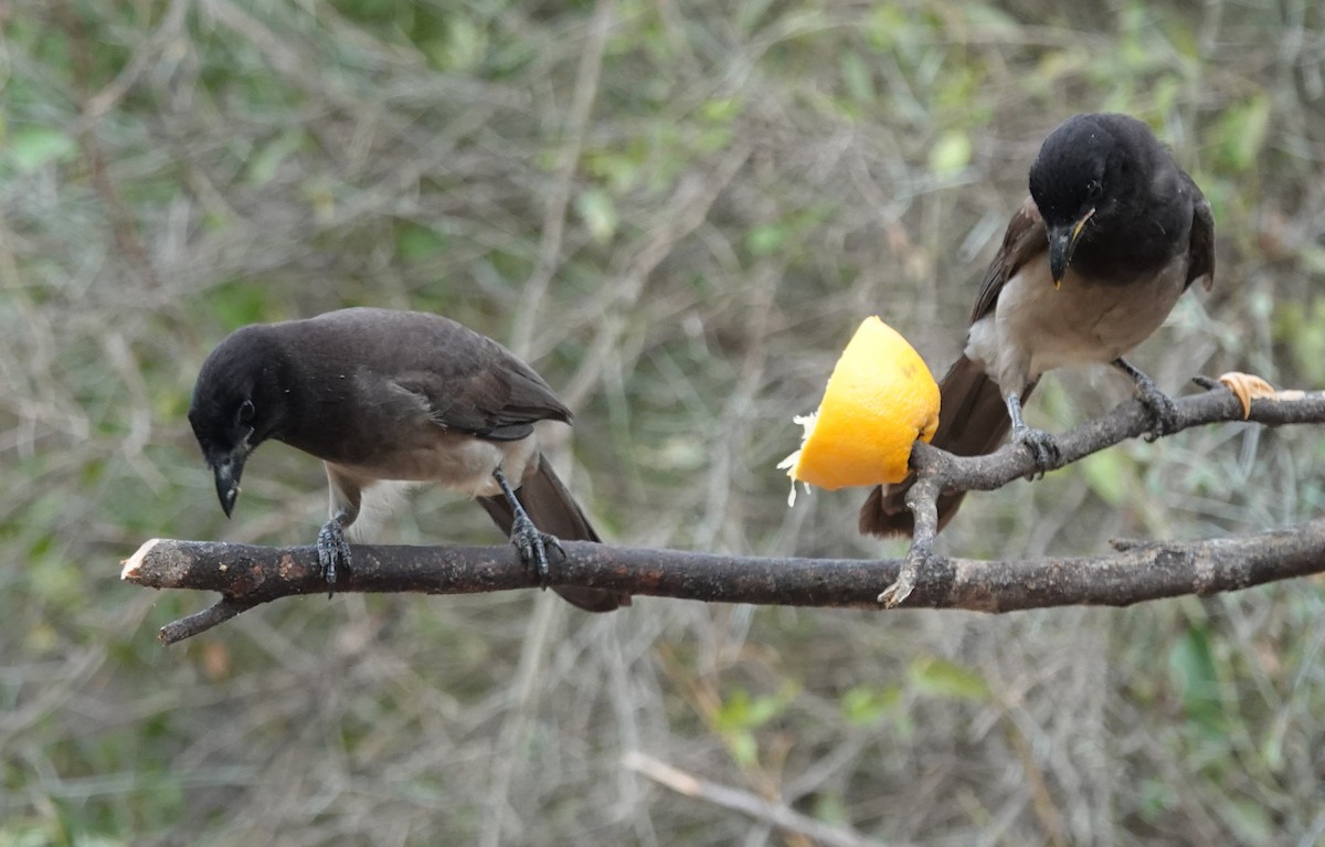 Brown Jay - ML645621689