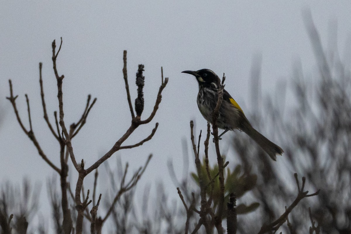 New Holland Honeyeater - ML645621690