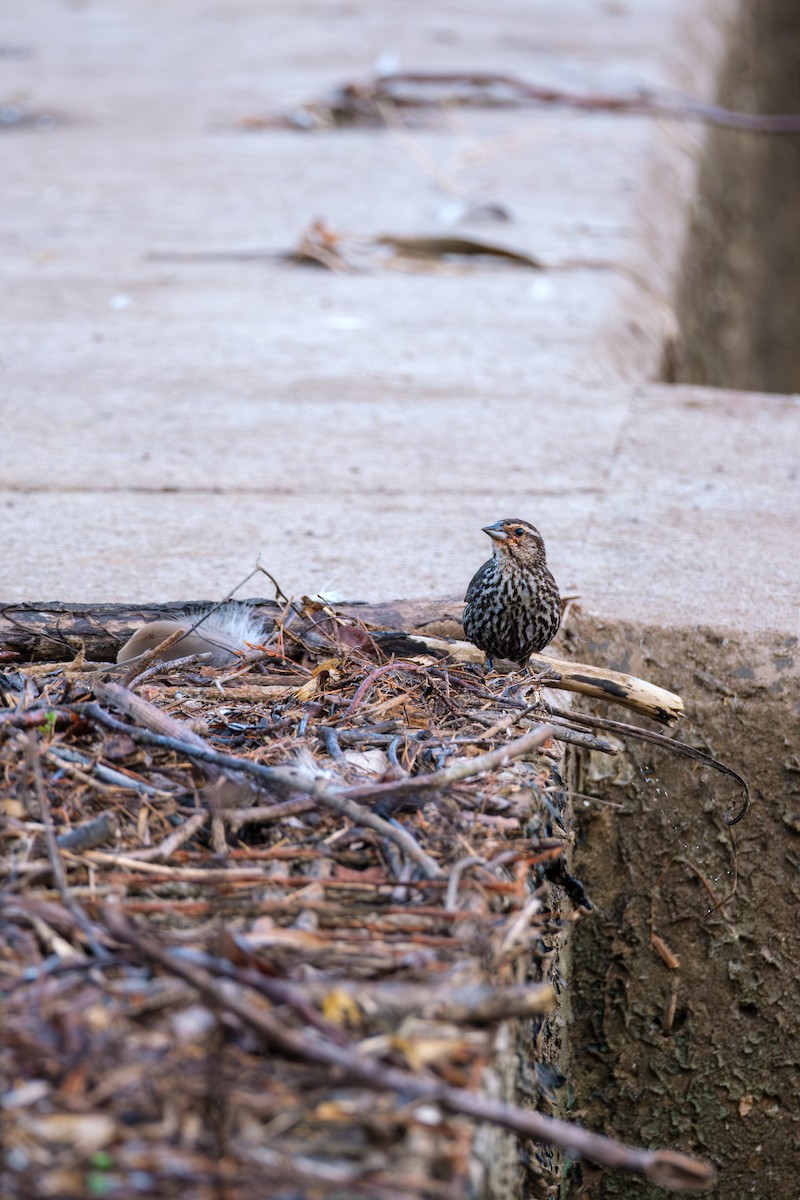 ハゴロモガラス - ML645621691