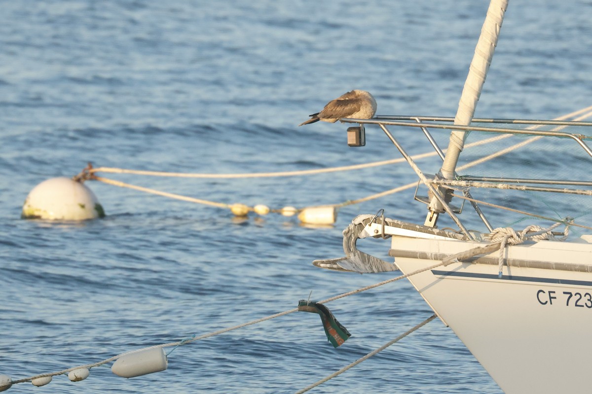 Rotfußtölpel - ML645621695