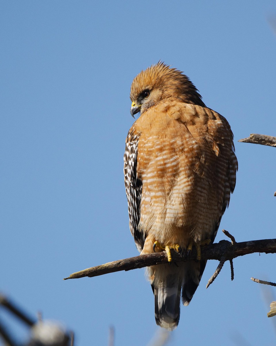 Красноплечий канюк - ML645621702