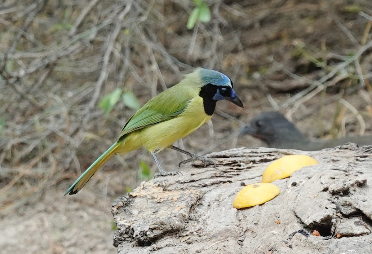 sojka zelenavá - ML645621704