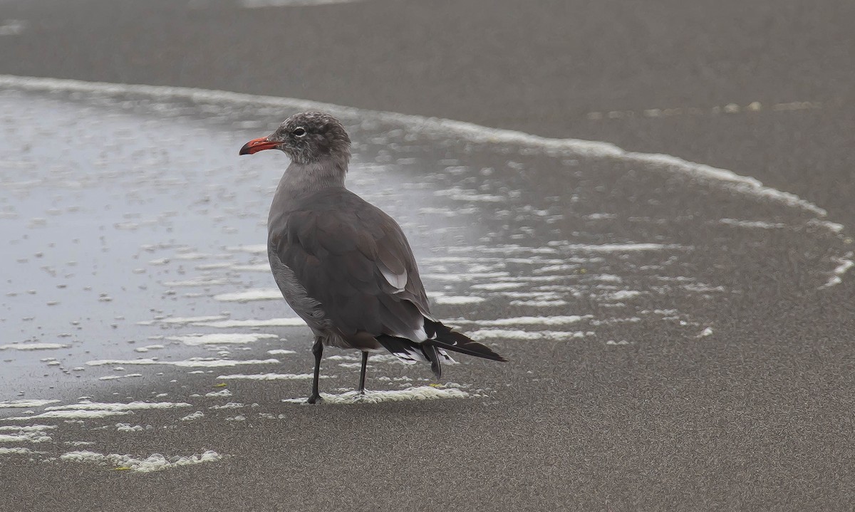 Heermann's Gull - ML645621705