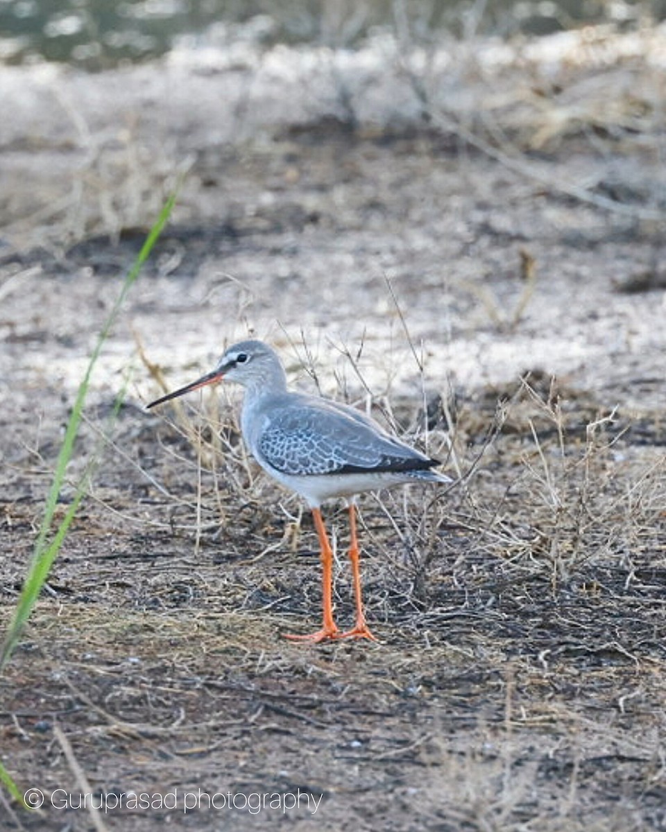 Spotted Redshank - ML645621710