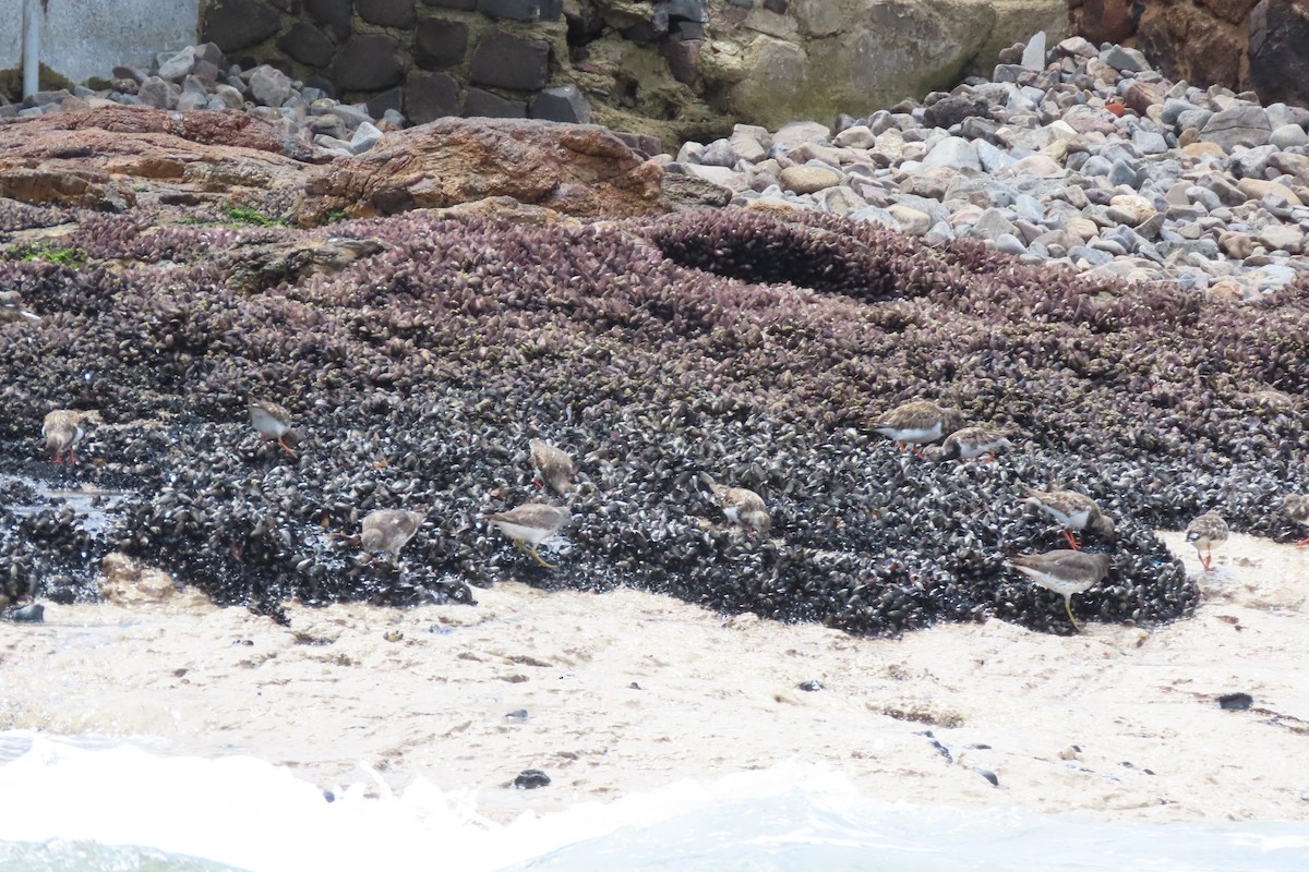 Surfbird - ML645621726