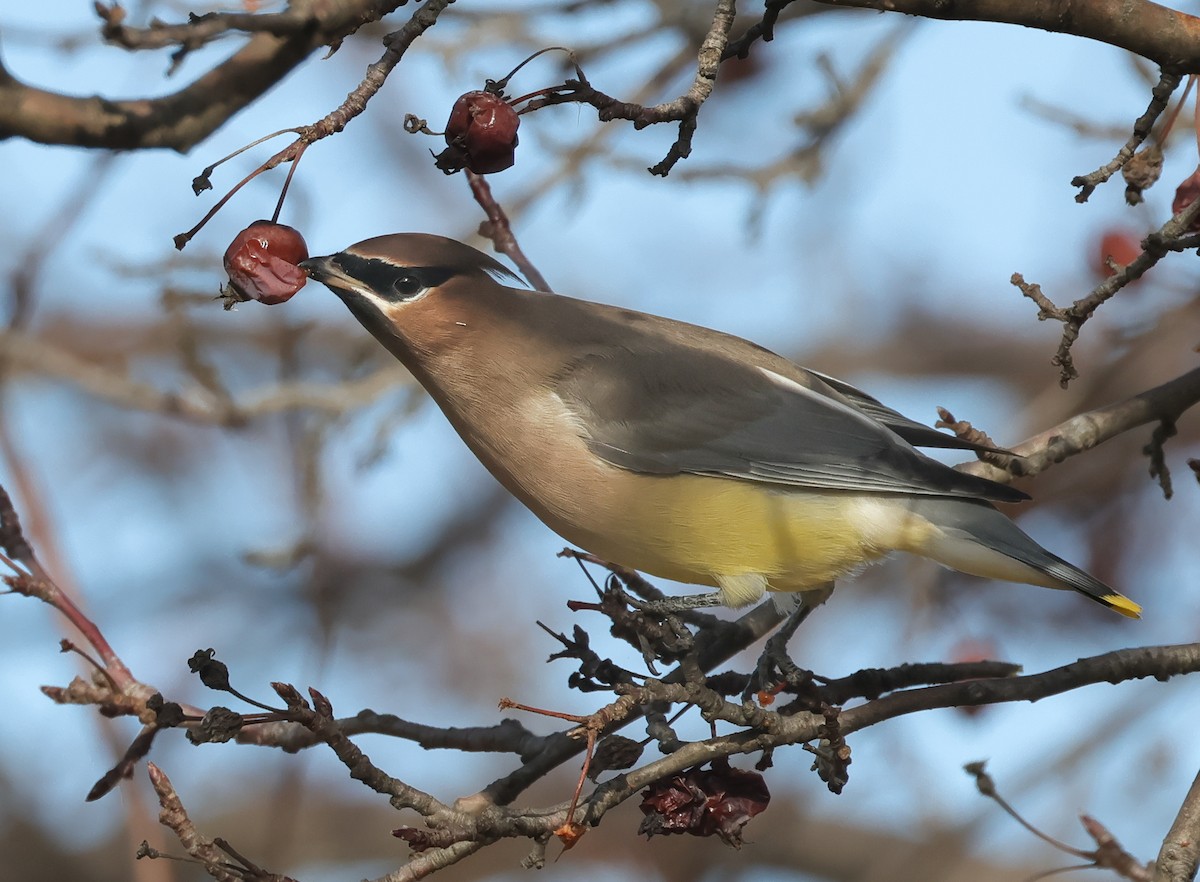 Cedar Waxwing - ML645621736